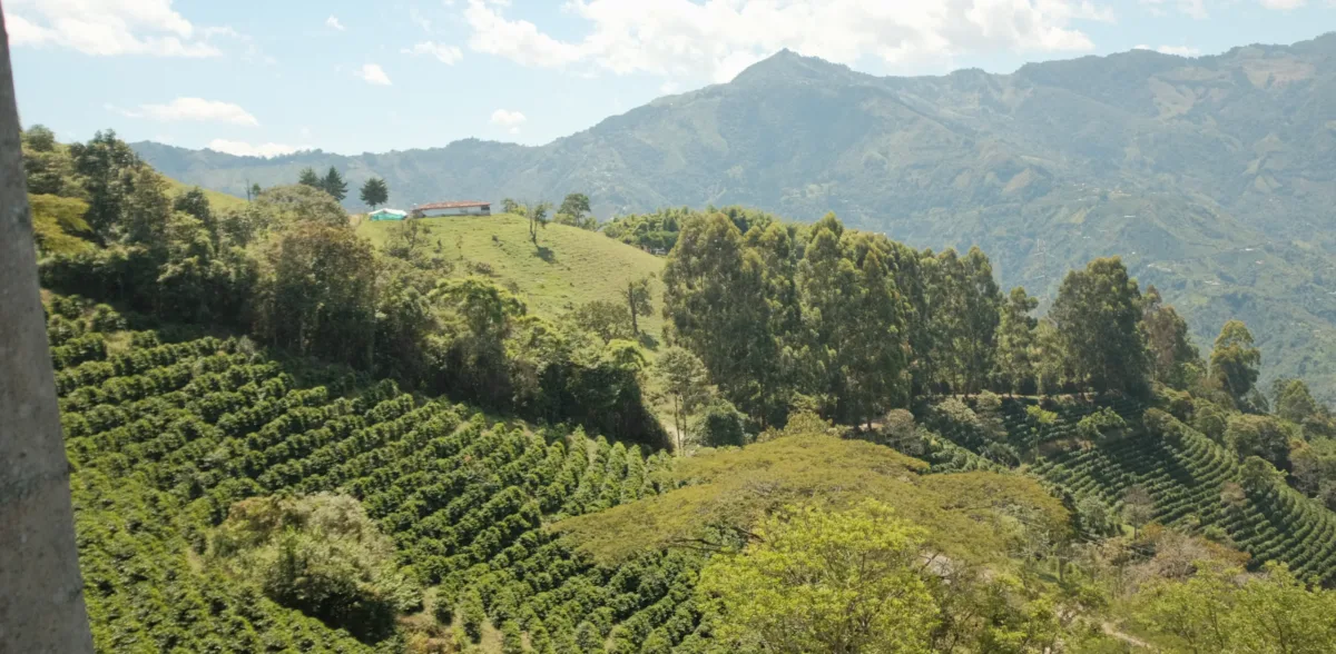 Pergamino Brings Local Coffee to Medellín and the World Pergamino Brings Local Coffee to Medellín and the World