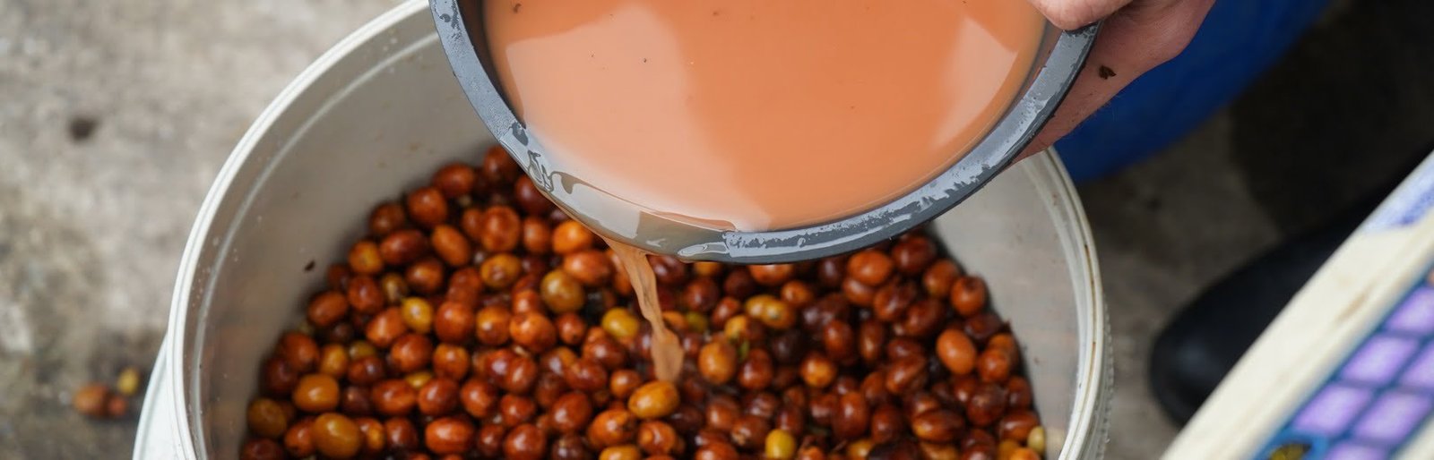 Specialty coffee has the wine industry to thank for its influence on processing Specialty coffee has the wine industry to thank for its influence on processing
