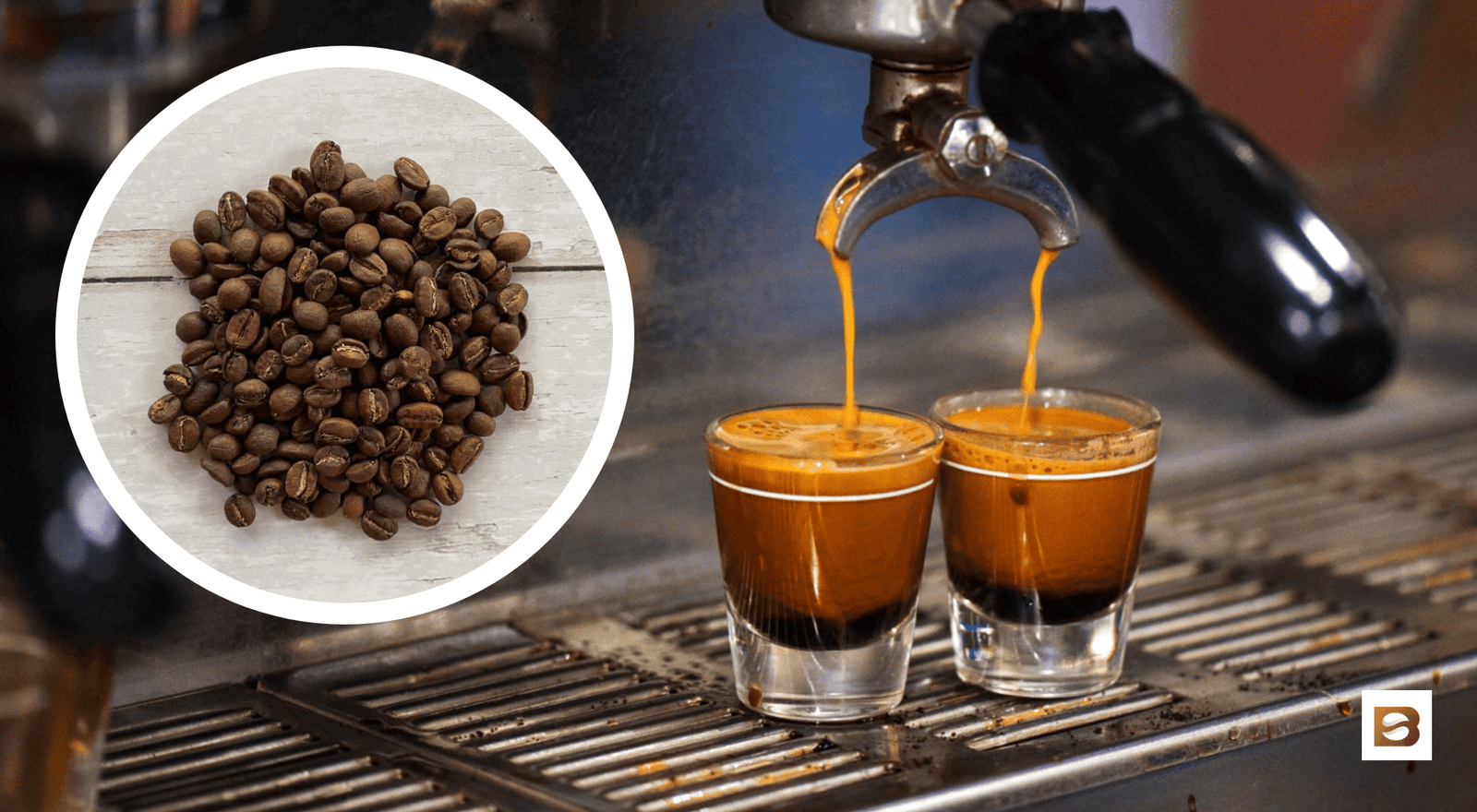 The 2024 Guide • Bean Ground The 2024 Guide • Bean Ground